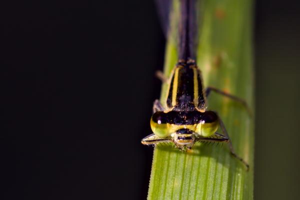 Chancellor of the dragonflies