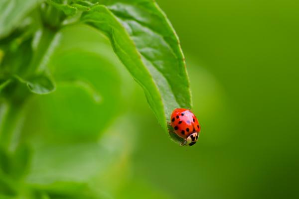 Ladybug