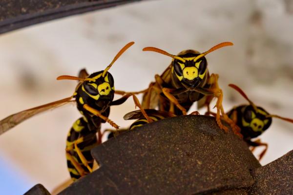 Ungeteilte Aufmerksamkeit / Undivided attention