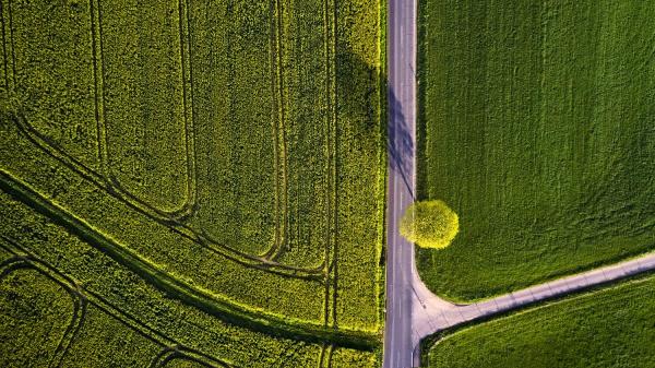 Aerial view of a street with a single tree, Königswinter, Germany