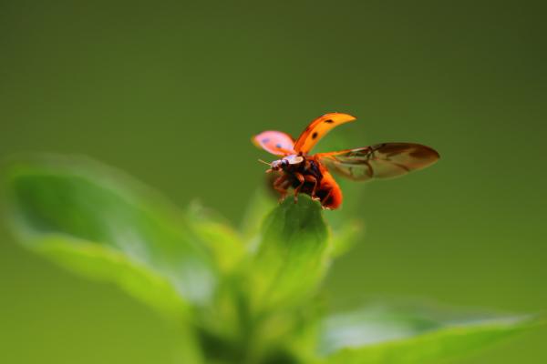 Ladybug