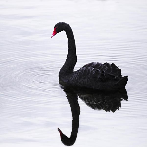 Schwarzer Schwan / Black swan